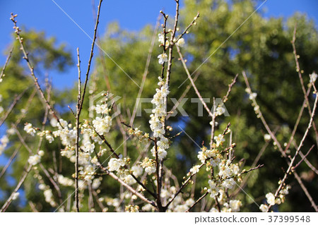Plum blossom, branch, branch Plum blossom, branch, branch 37399548