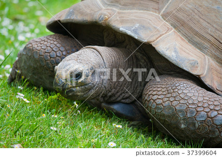 Turtle 37399604