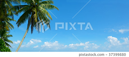 Palm tree against beautiful blue sky 37399880