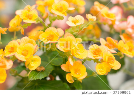 yellow begonia 37399961