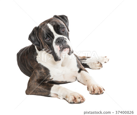 Cute boxer dog lying at a white background 37400826