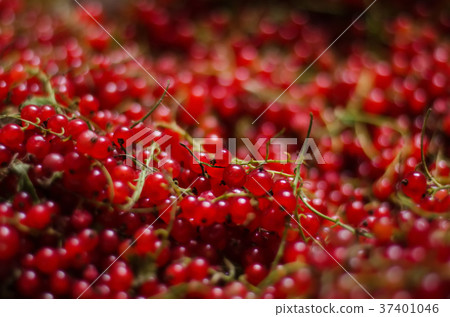 Close-up of a bright red currant. The heap of 37401046