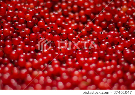 Close-up of a bright red currant. The heap of Close-up of a bright red currant. The heap of 37401047