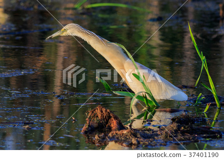 Squacco Heron (Ardeola ralloides) 37401190