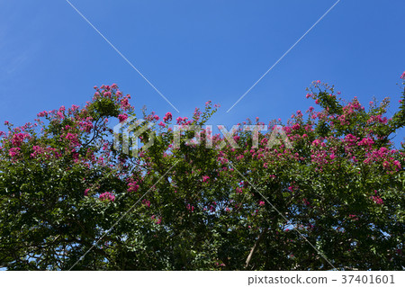 Flower of crape mybs 37401601