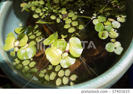 killifish, keep/own (a pet), high angle 37401635