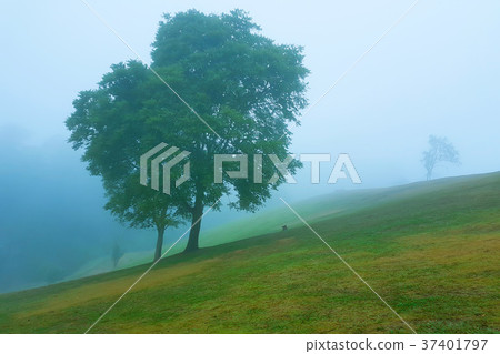 Tree in the mist stand on slope. Tree in the mist stand on slope. 37401797