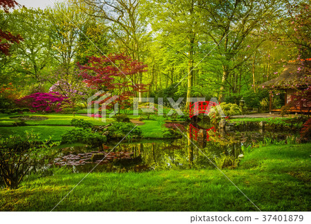 Japanese garden in spring 37401879