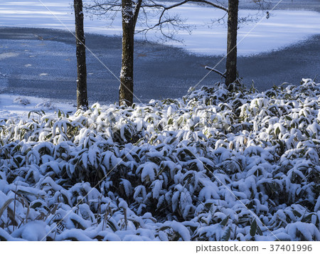 Lakeside of New Snow 37401996