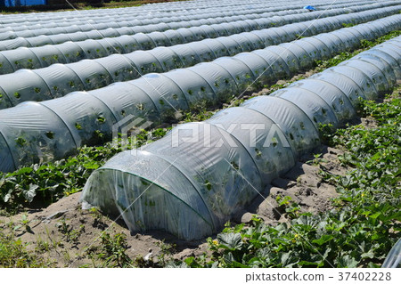 Melon cultivation Melon cultivation 37402228