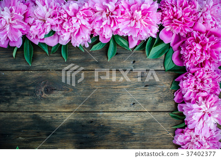 Floral pink peonies flowers on wood background. Floral pink peonies flowers on wood background. 37402377