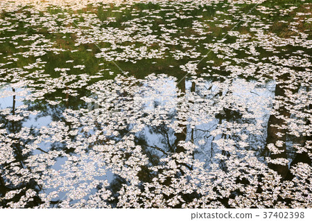 花瓣 花瓣 37402398