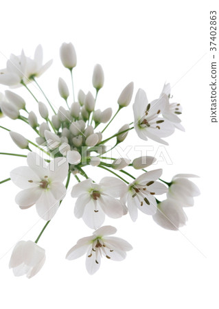 Allium Coigny 37402863