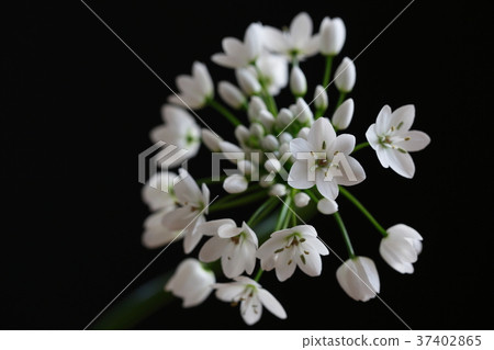 Allium Coigny 37402865