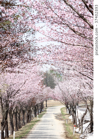 Aomori-the world's best cherry blossom tree 37402893