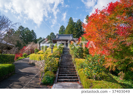 Autumn leaves of Kyoto Zentsuji Autumn leaves of Kyoto Zentsuji 37403049