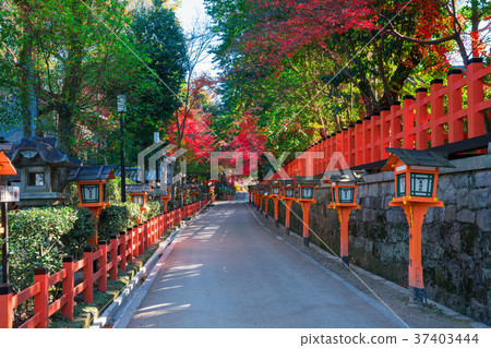 京都八坂神社秋葉 京都八坂神社秋葉 37403444