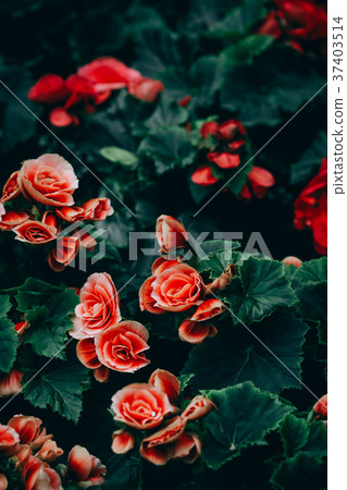 Numerous bright flowers of tuberous begonias Numerous bright flowers of tuberous begonias 37403514