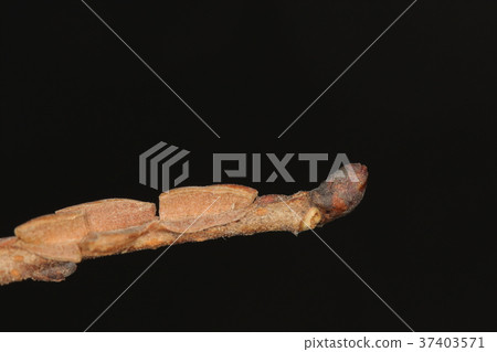 自然植物Harnir,冬芽和葉子標記。樹枝上有翅膀,但它是哈尼爾的變種,叫做“Kovnire” 自然植物Harnir,冬芽和葉子標記。樹枝上有翅膀,但它是哈尼爾的變種,叫做“Kovnire” 37403571