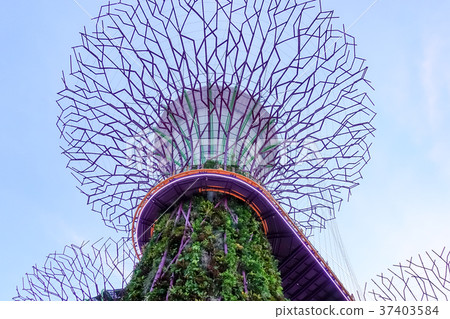 Singapore Sky Tree 37403584