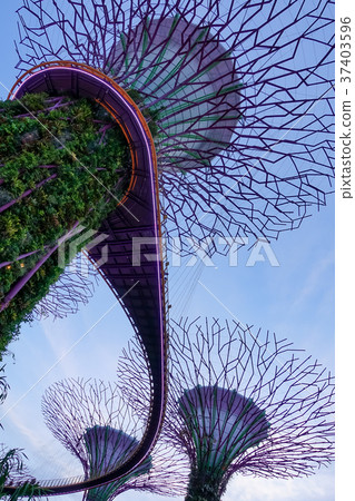 Singapore Sky Tree Singapore Sky Tree 37403596