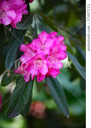 杜鵑 37407213