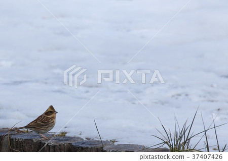 美山彩旗 美山彩旗 37407426