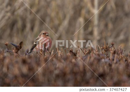 Benimashiko停在樹枝上 Benimashiko停在樹枝上 37407427