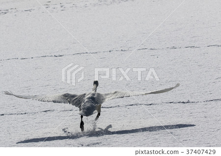 跑在雪的天鵝 37407429