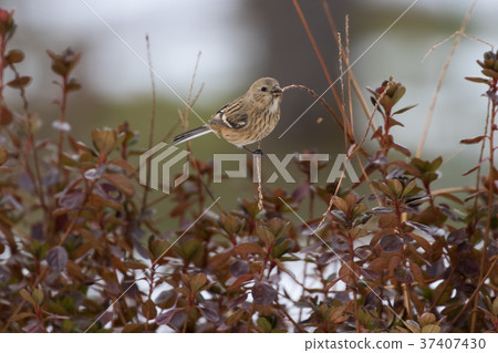 Benimasico一邊吃 37407430