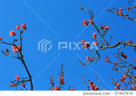 紅色李子開花和彎曲的分支和藍天 紅色李子開花和彎曲的分支和藍天 37407474