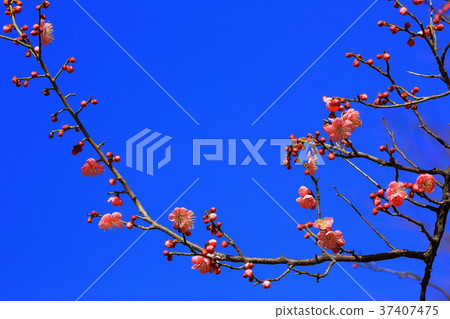 紅色李子開花和分支和藍天 紅色李子開花和分支和藍天 37407475
