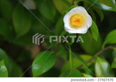 白玫瑰花 白玫瑰花 37407476
