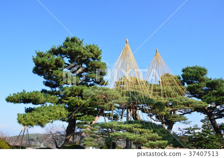松樹雪（Kenrokuen / Ishikawa kanazawa city） 37407513
