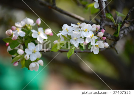 Princess apple flower 37407535