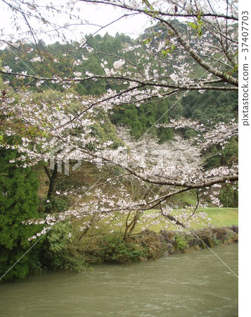 櫻花和雨 37407703