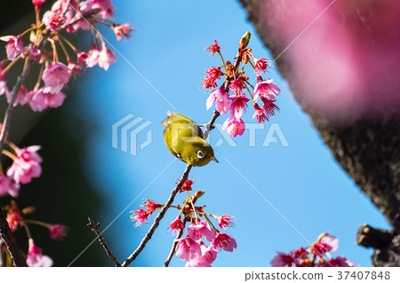 Sakura and mezzo 37407848