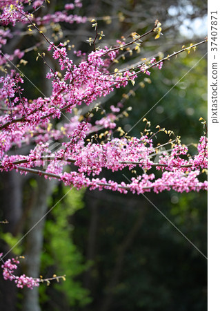 American Hazazuo 37407871