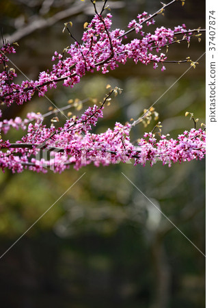 American Hazazuo 37407874