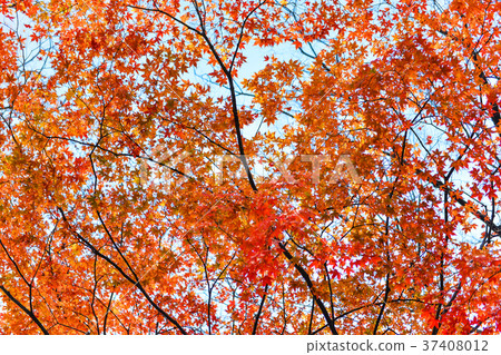 colorful maple leaves on the branch in the autumn 37408012
