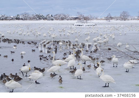 Agano City / Lake Biwa in winter 37408156