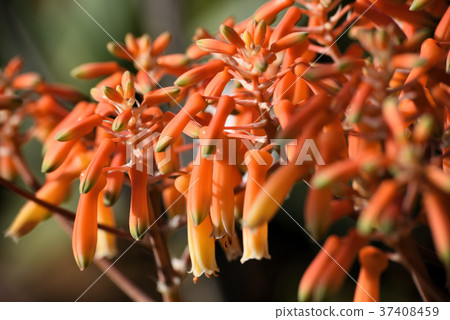 Jikou Nishiki 37408459