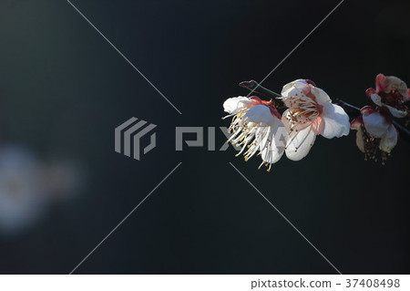 桃山（桃山，梅）No.6。日本杏 37408498