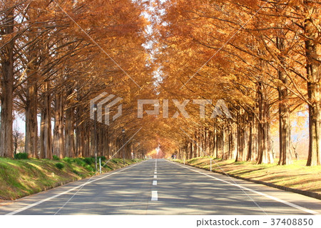 Makino水杉綠樹成蔭的色的葉子足跡 37408850