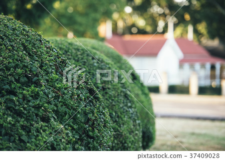 Beautiful gardens in Ipswich City, Queensland. 37409028