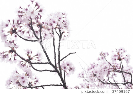 Cherry Blossoms Cherry Blossoms 37409167