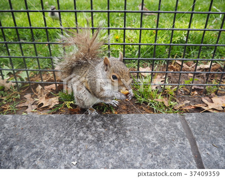 Wild squirrels living in New York Wild squirrels living in New York 37409359