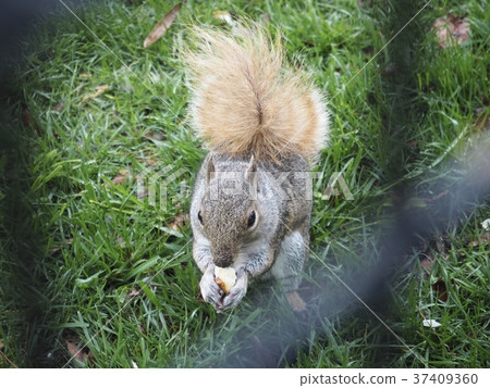 Wild squirrel over the fence Wild squirrel over the fence 37409360
