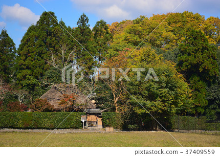 Early autumn persimmon 37409559