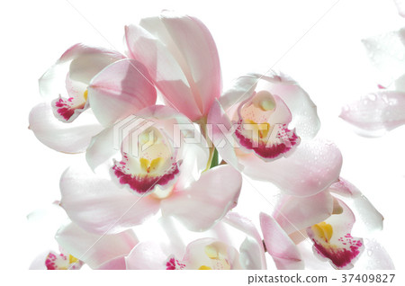 Yoran Simpisium Spring Festival Yoran Simpisium Spring Festival 37409827